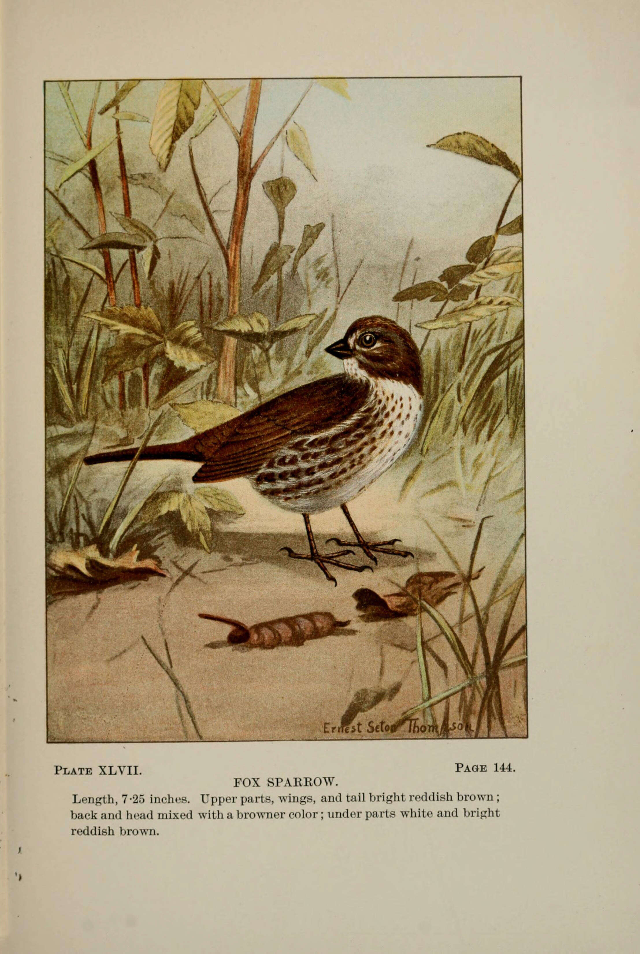 Image of Passerella Swainson 1837