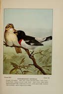 Image of Rose-breasted Grosbeak