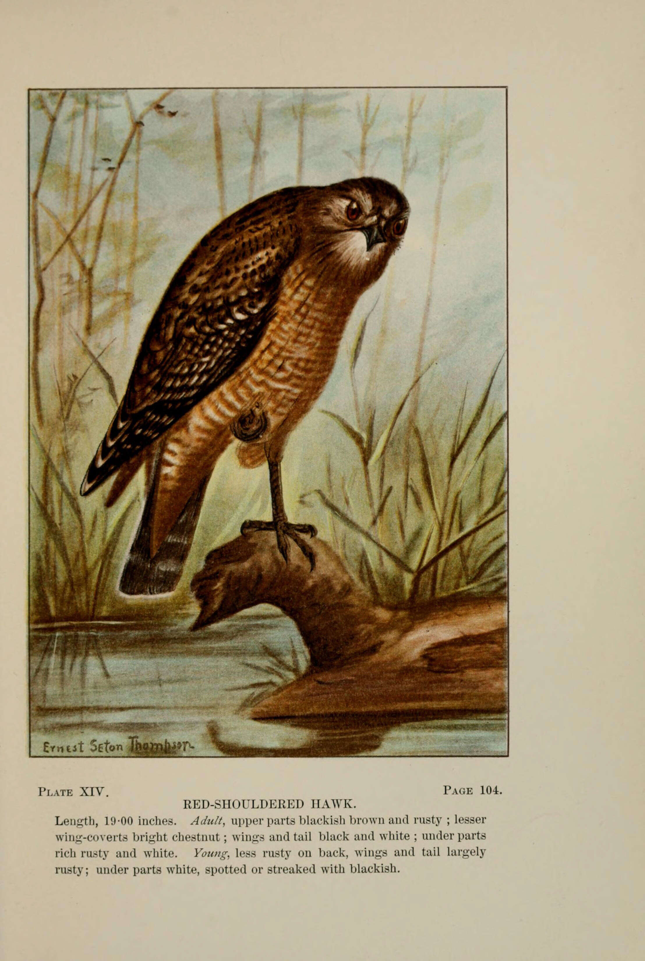 Image of Red-shouldered Hawk