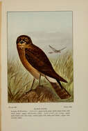 Image of Hen Harrier