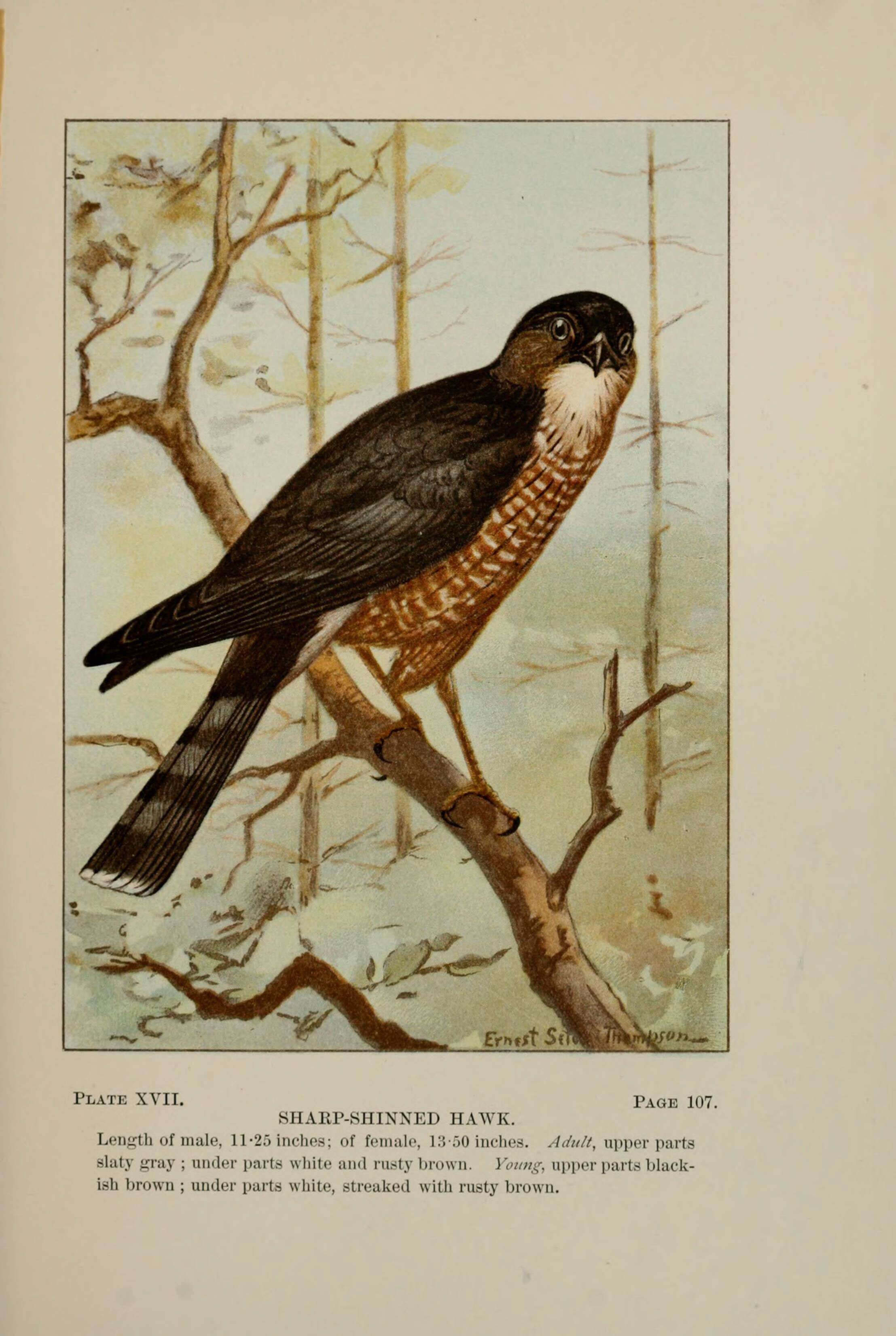 Image of Sharp-shinned Hawk