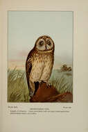 Image of Short-eared Owl