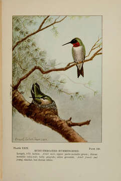 Image of Ruby-throated Hummingbird