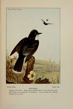 Image of Eastern Kingbird