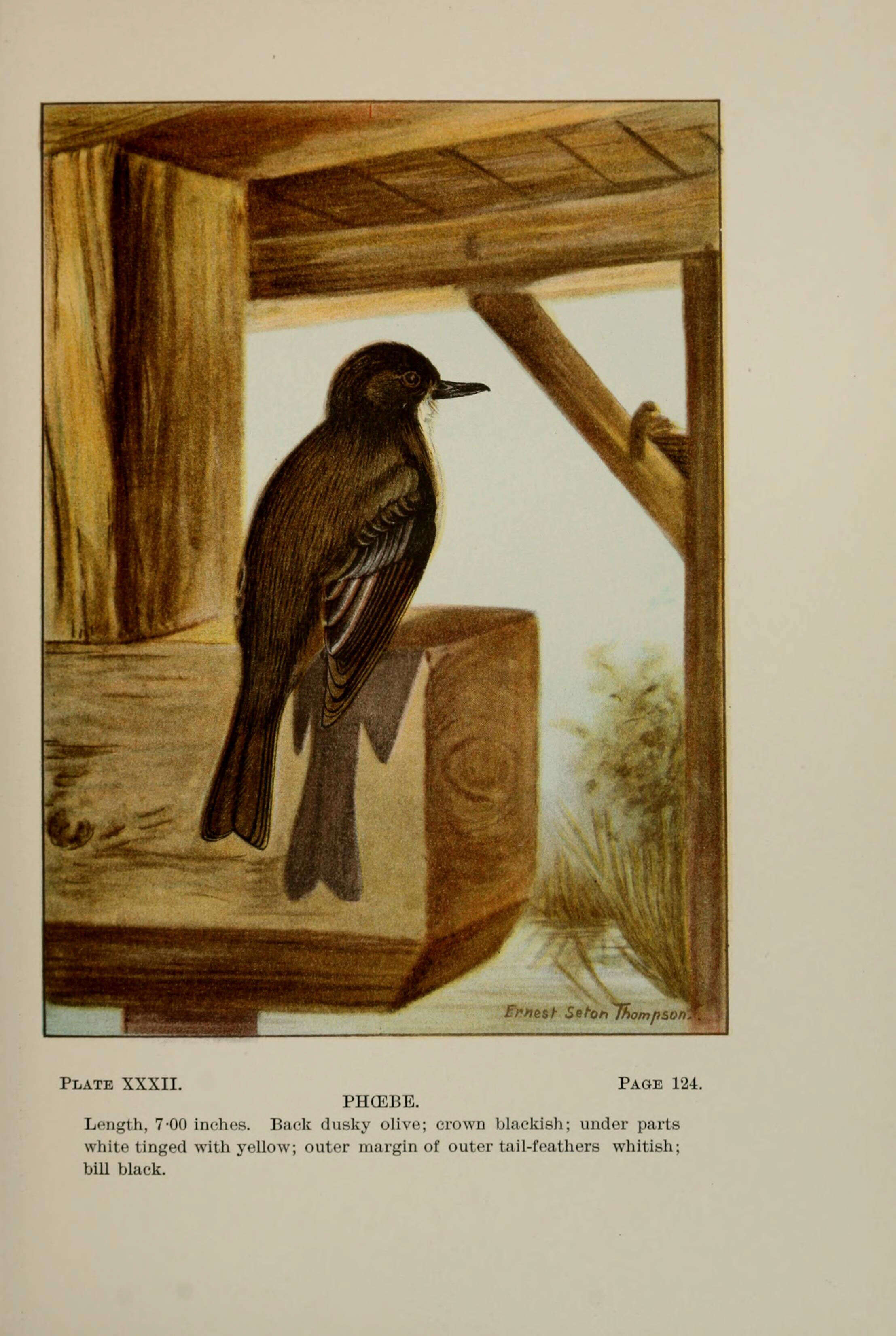 Image of Eastern Phoebe