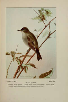 Image of Eastern Wood Pewee