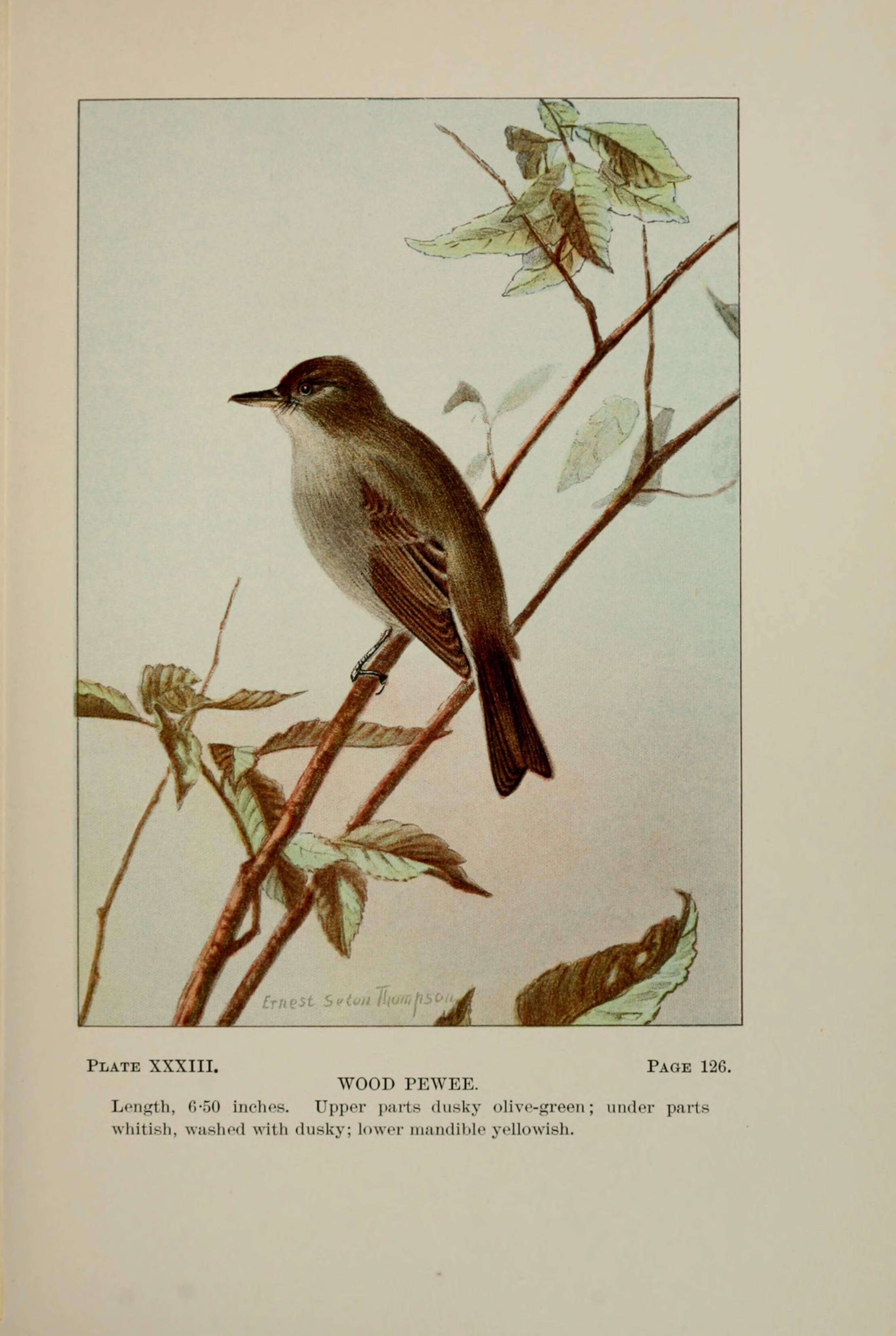 Image of Eastern Wood Pewee