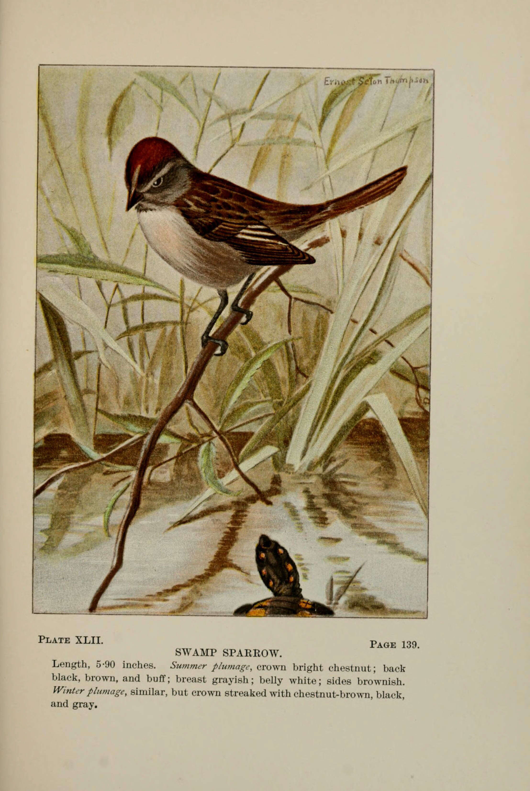 Image of Swamp Sparrow