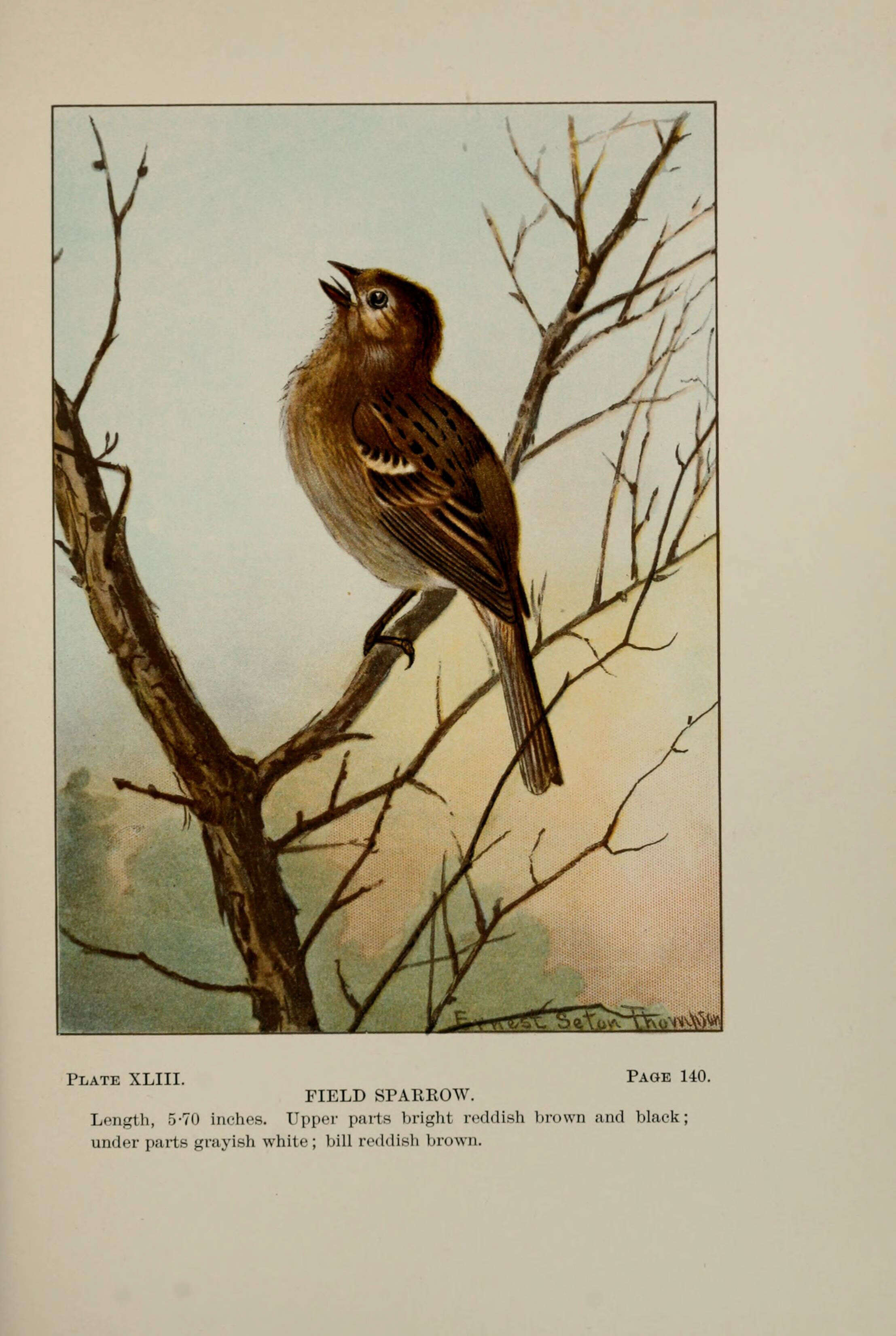 Image of Field Sparrow