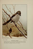 Image of Great Grey Shrike