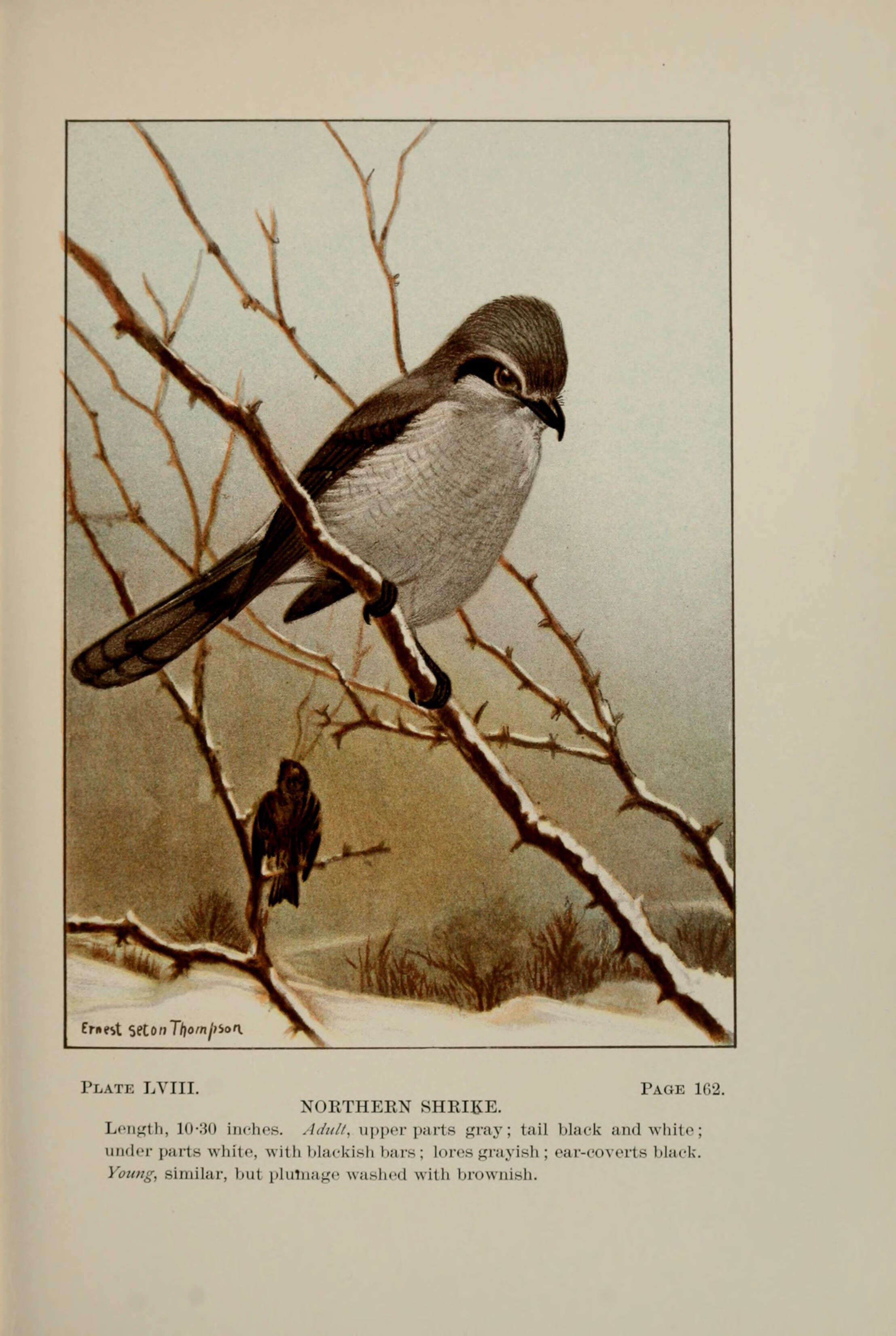 Image of Great Grey Shrike