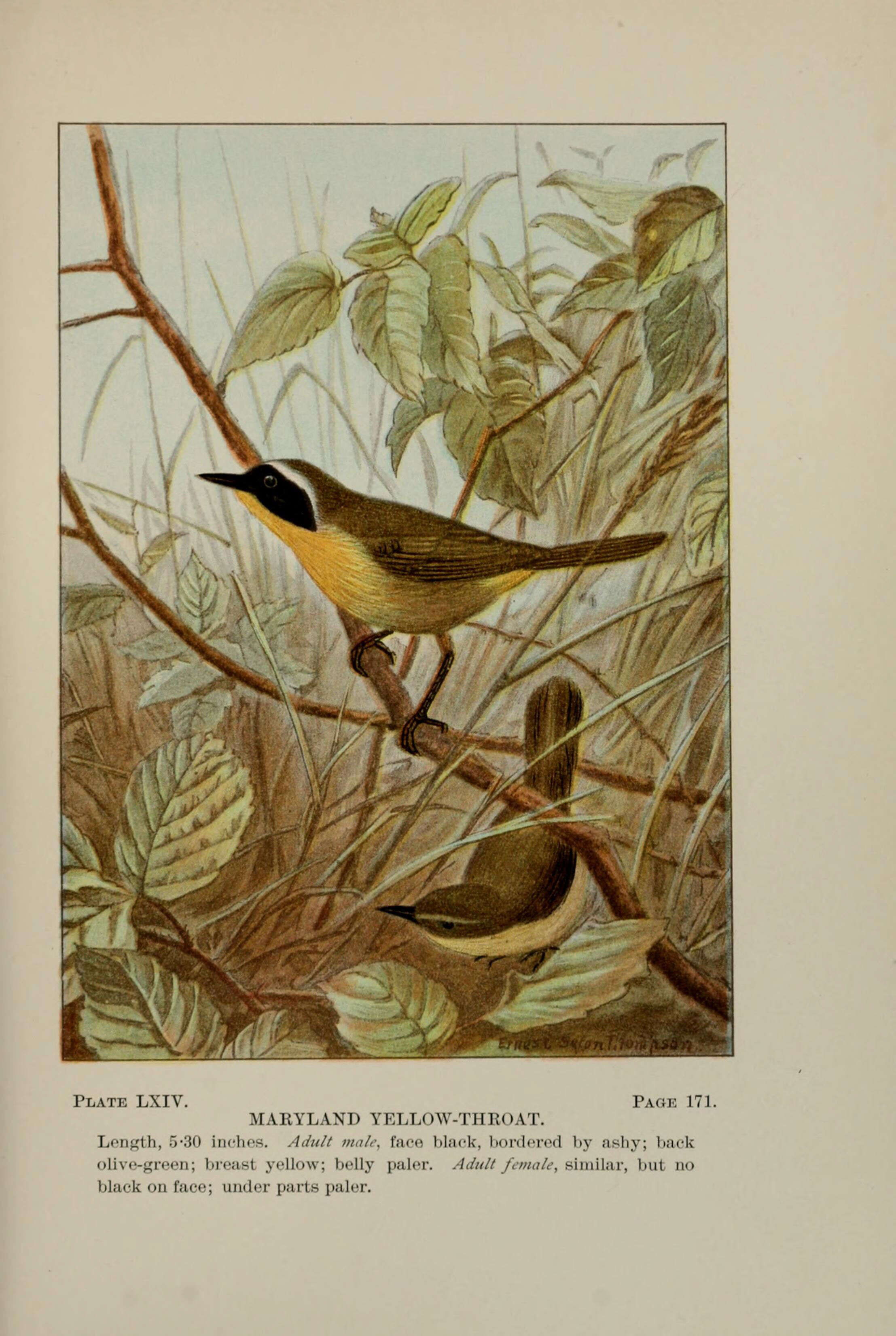 Image of Common Yellowthroat