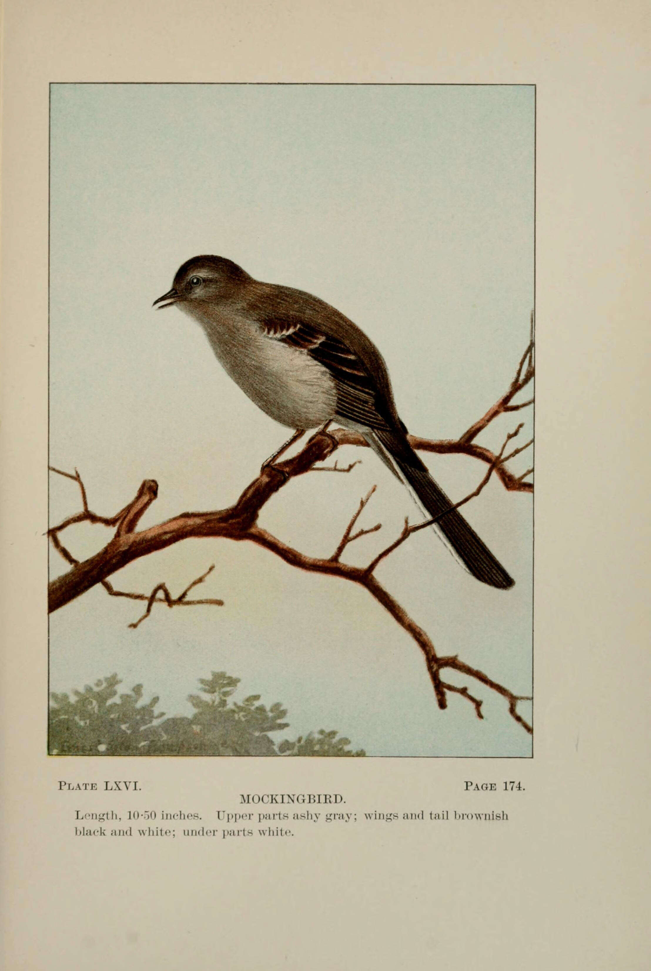 Image of Northern Mockingbird