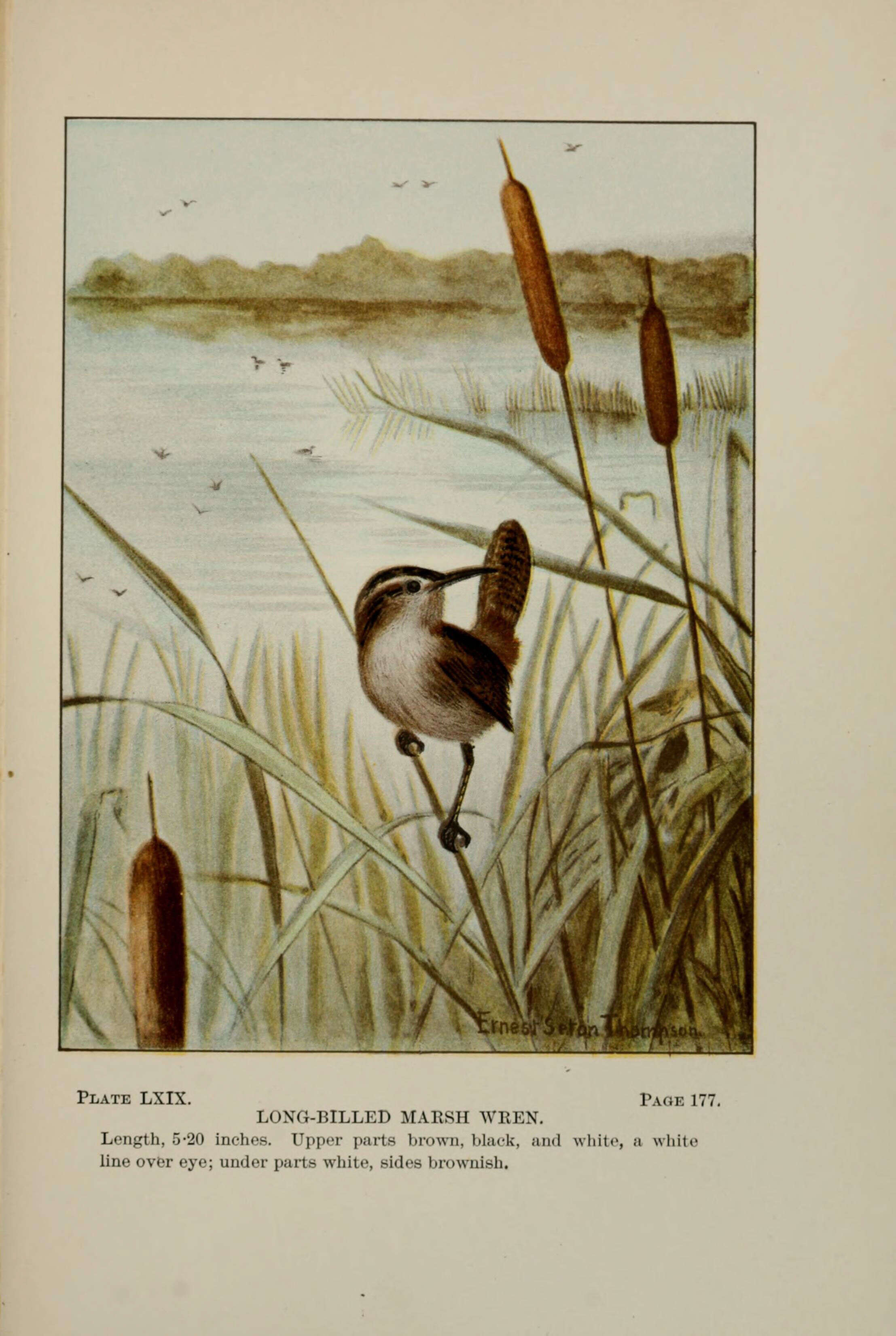 Image of Marsh Wren