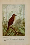 Image of Veery