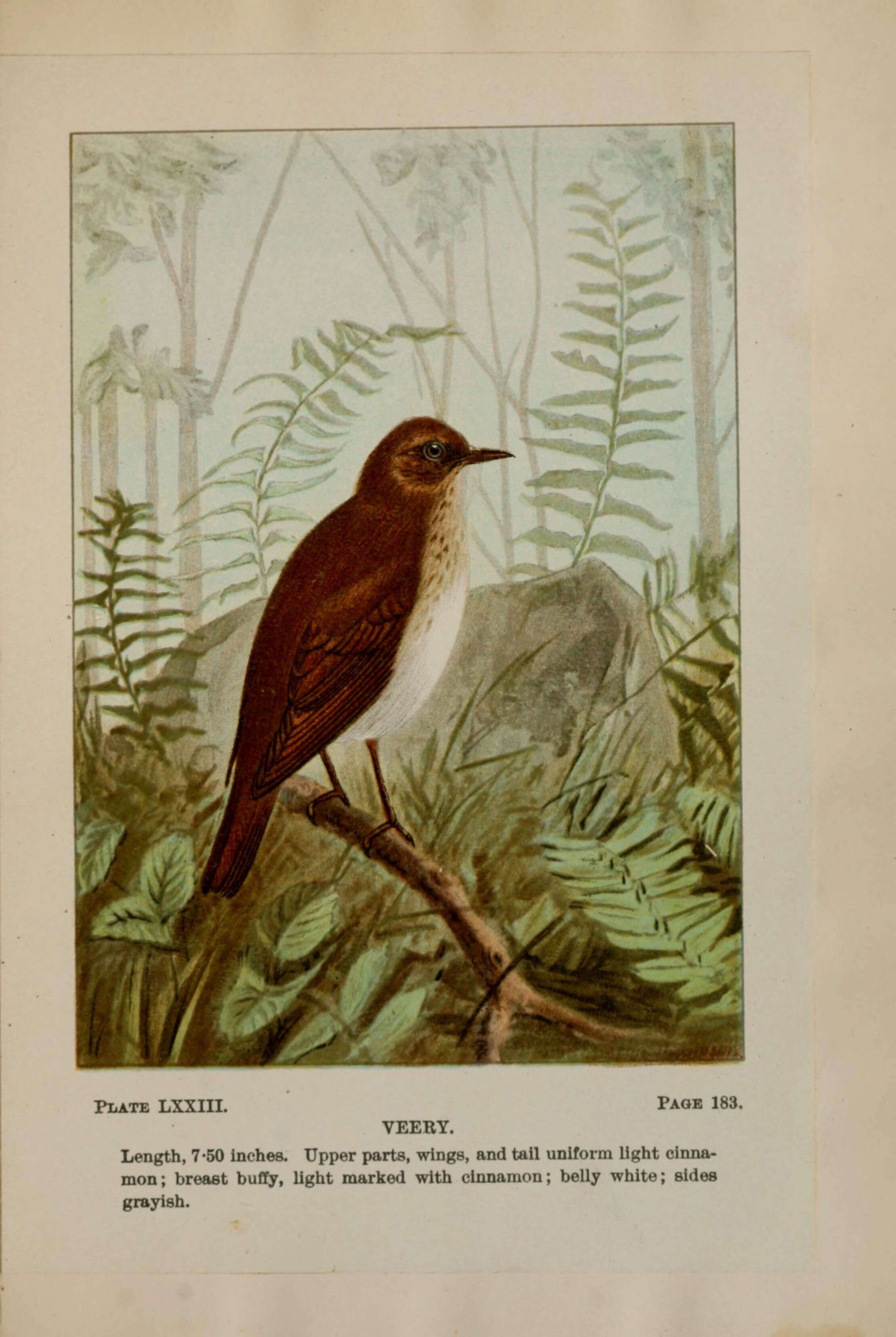 Image of Veery