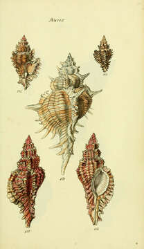 Image of Murex Linnaeus 1758