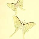 Image of Actias dictynna