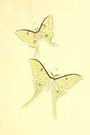 Image of Actias dictynna