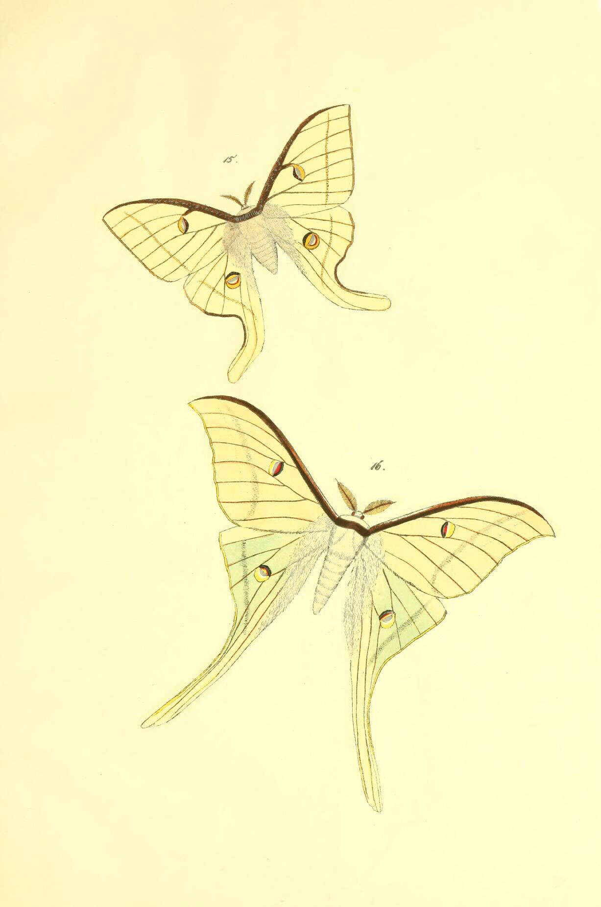 Image of Actias dictynna