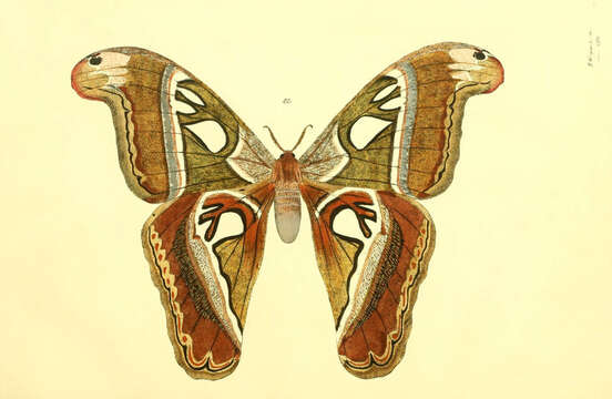Image of Attacus caesar Maassen (1872)