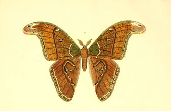 Image of Attacus caesar Maassen (1872)