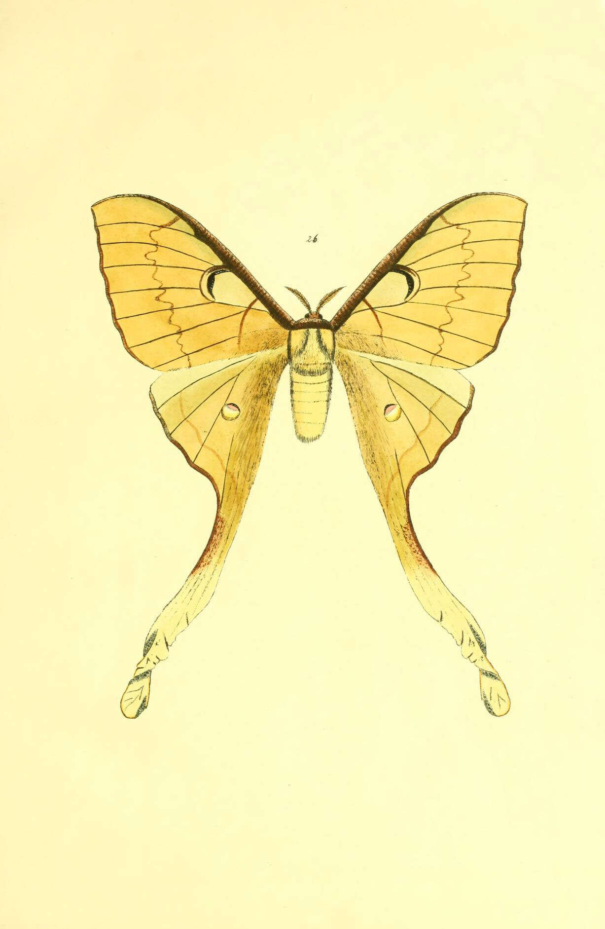 Image of Malaysian moon moth