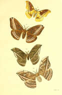Image of Syntherata janetta (White 1843)