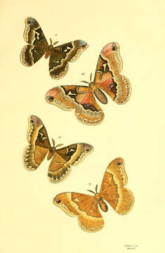 Plancia ëd Callosamia angulifera (Walker 1855)