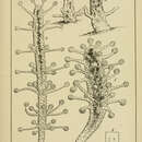 Image of Zanclea sessilis (Gosse 1853)