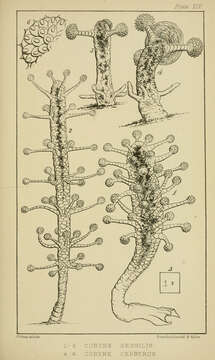 Image of Zanclea sessilis (Gosse 1853)