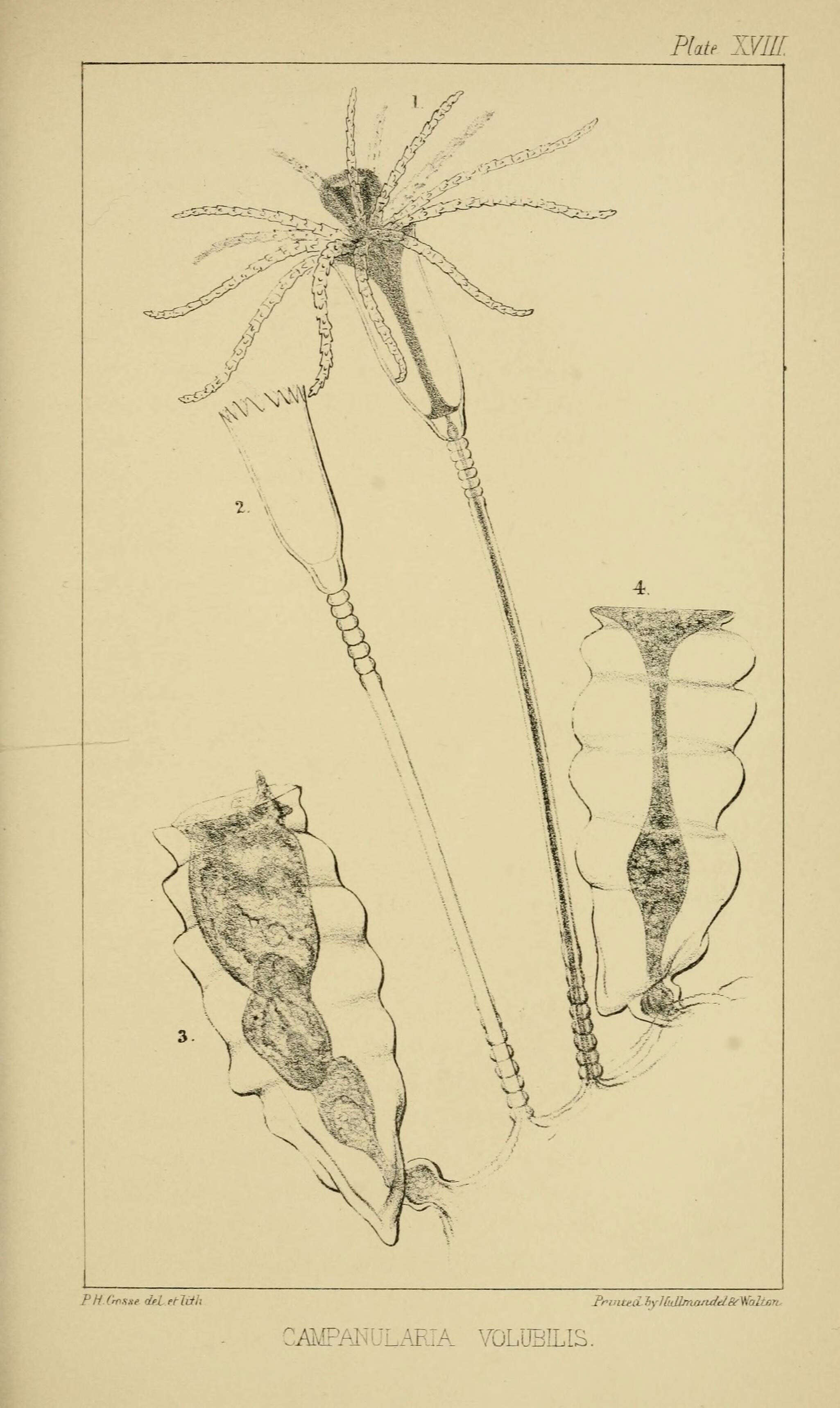 Imagem de Campanularia volubilis (Linnaeus 1758)