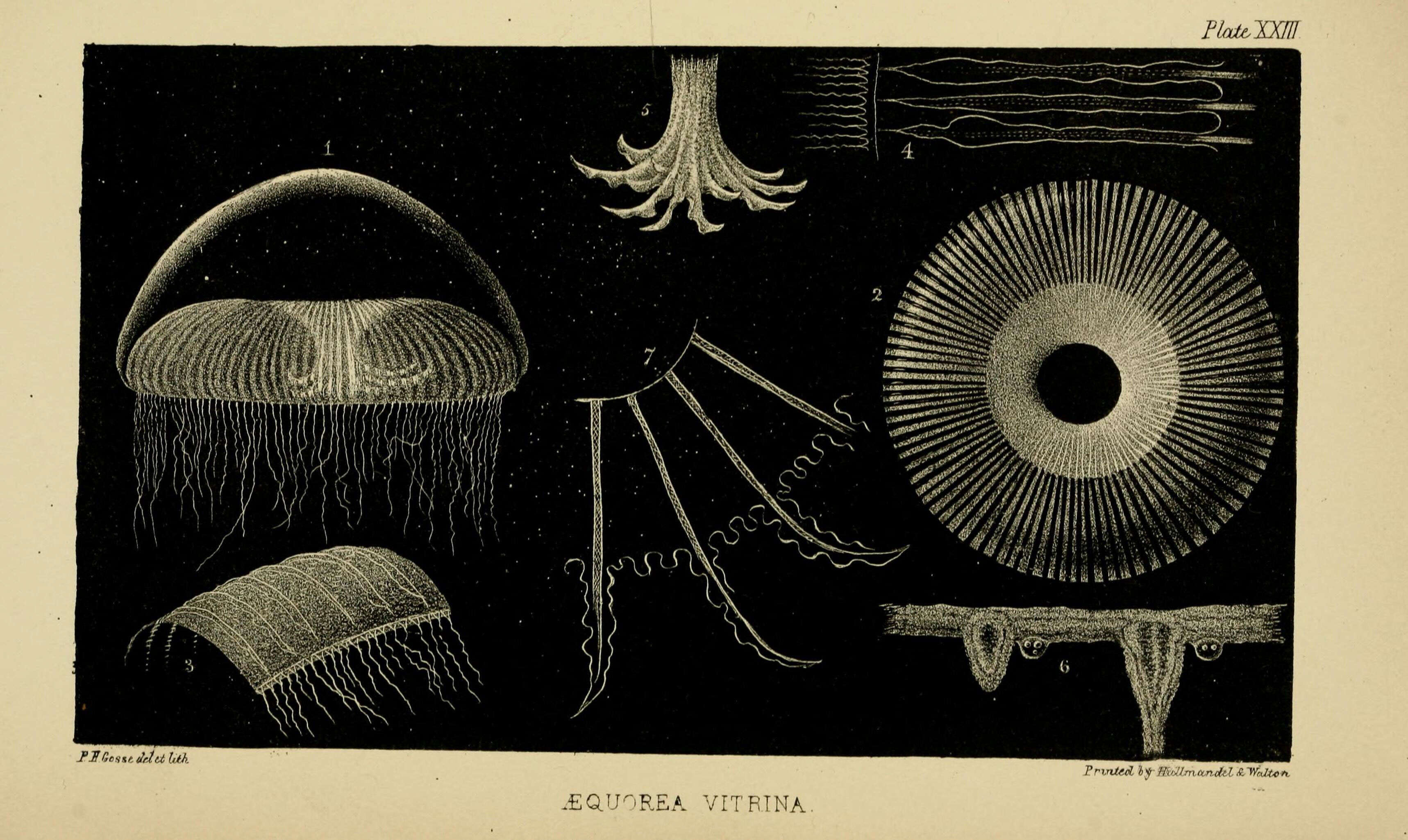 Слика од Aequorea vitrina Gosse 1853