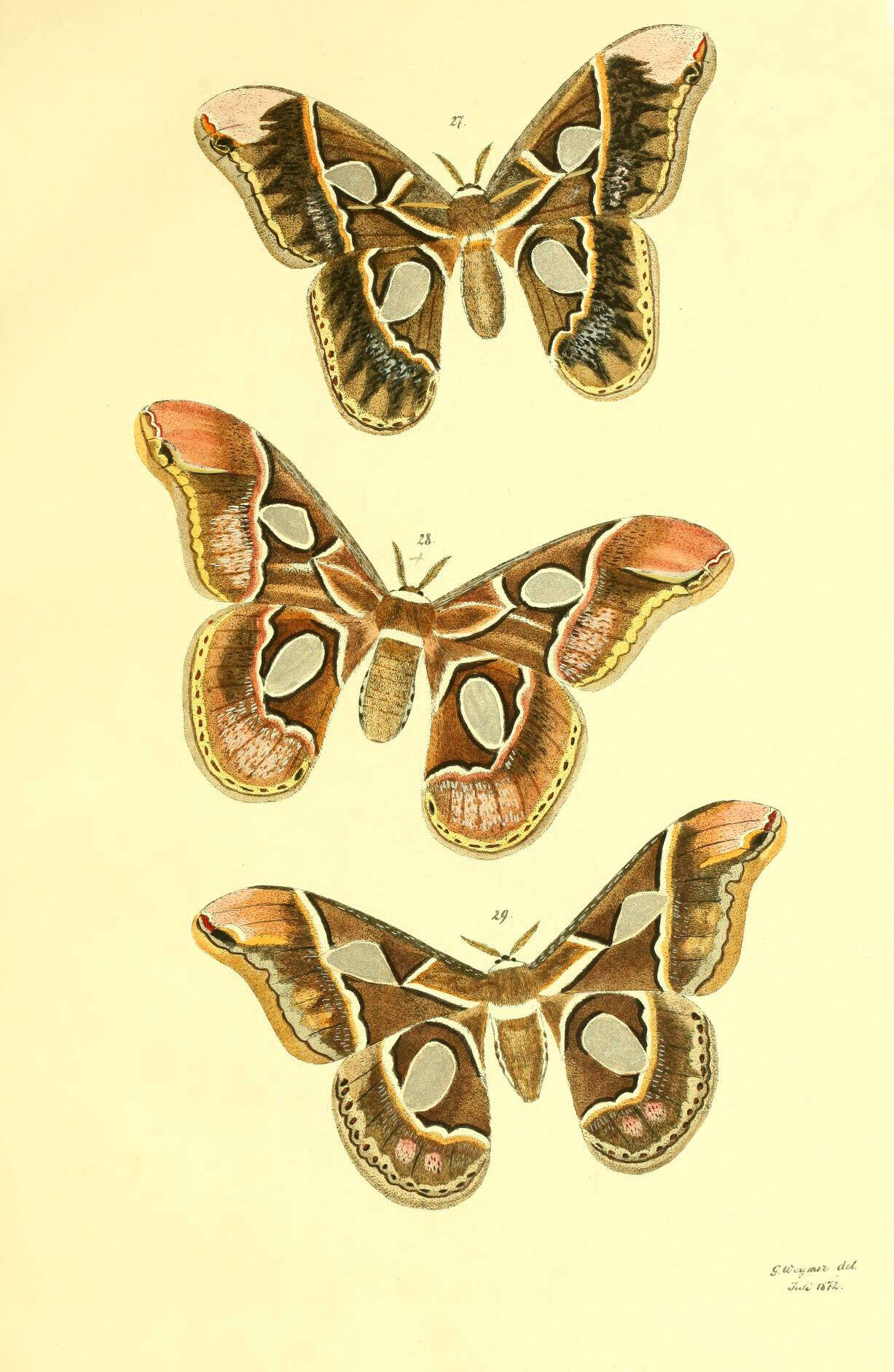 Слика од Rothschildia lebeau (Guérin-Méneville 1868)