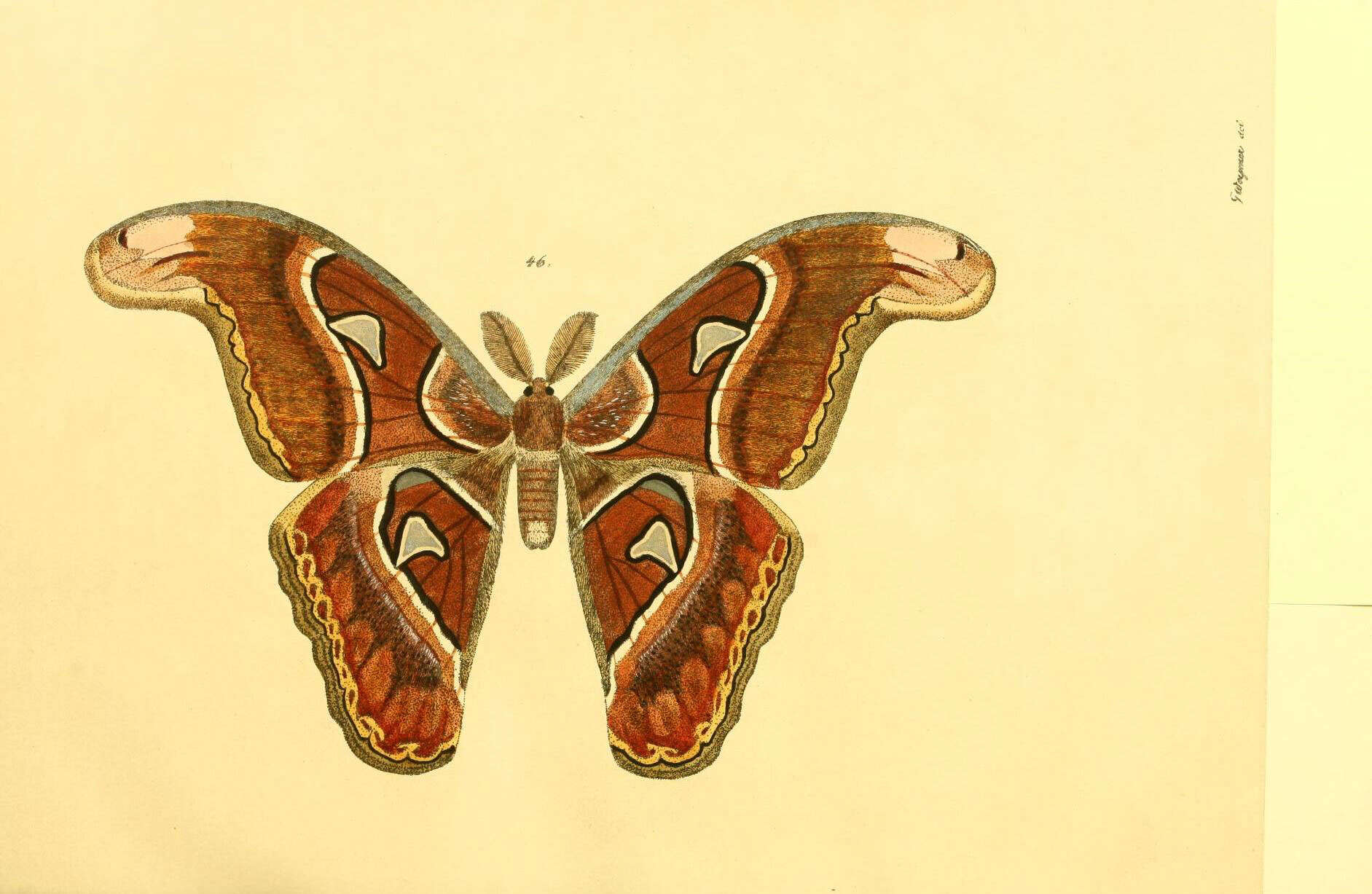 Image of Attacus lorquinii Felder, C, Felder & R. 1861
