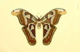 Image of Attacus lorquinii Felder, C, Felder & R. 1861