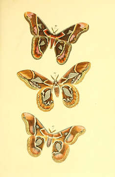 Image of Rothschildia aurota (Cramer (1775))