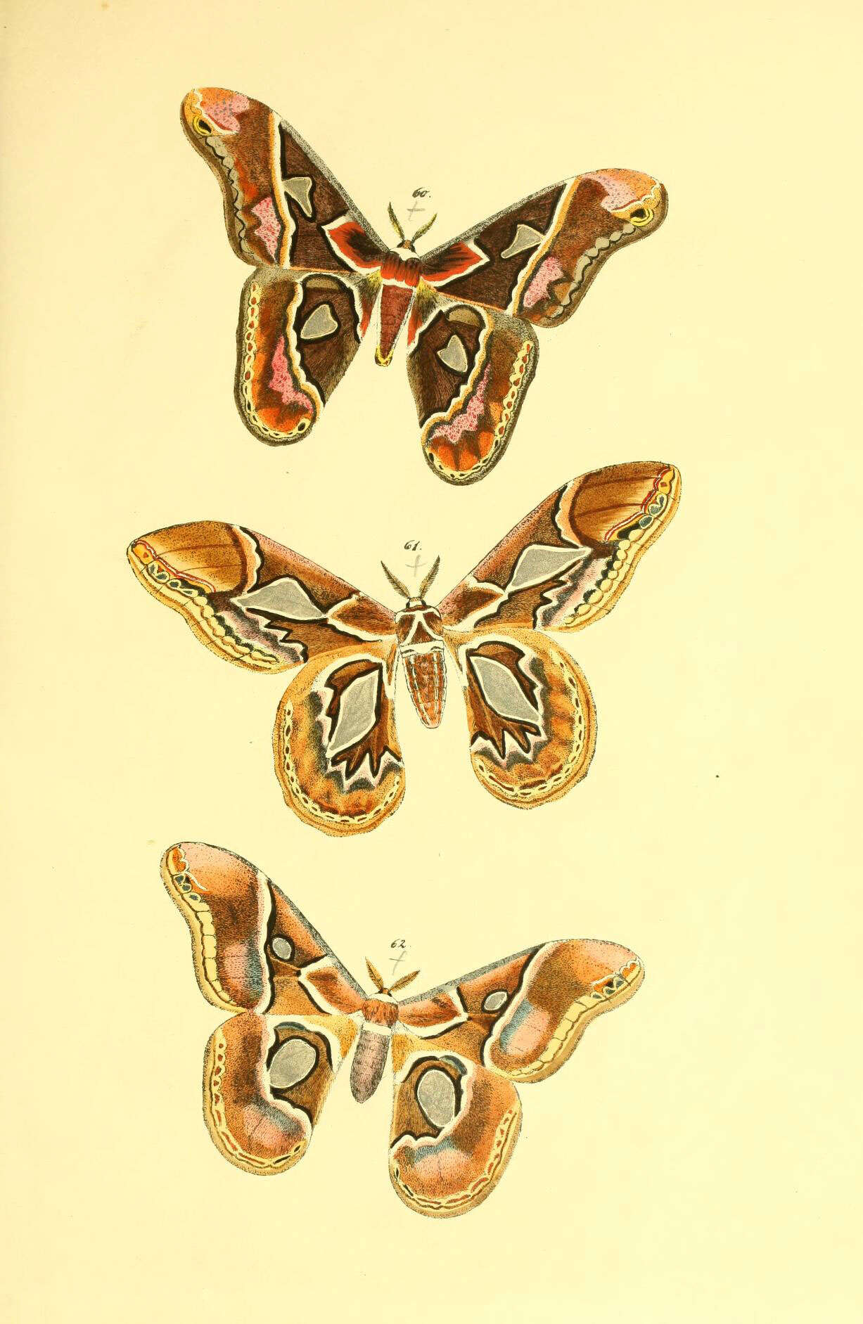 Image de Rothschildia aurota (Cramer (1775))