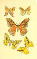 Image de Copaxa lavendera (Westwood 1854)