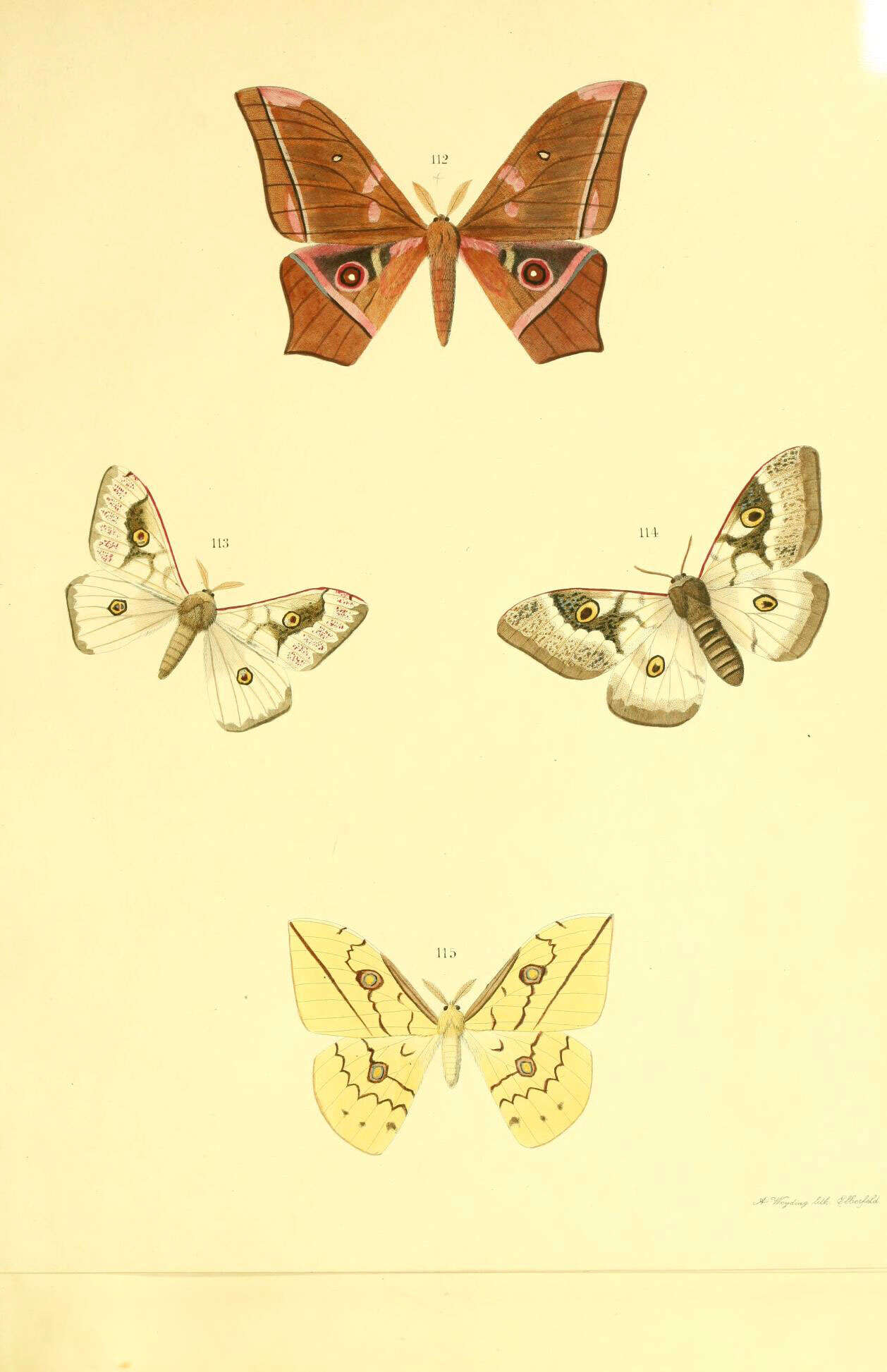 Image of Usta terpsichore (Maassen 1885)