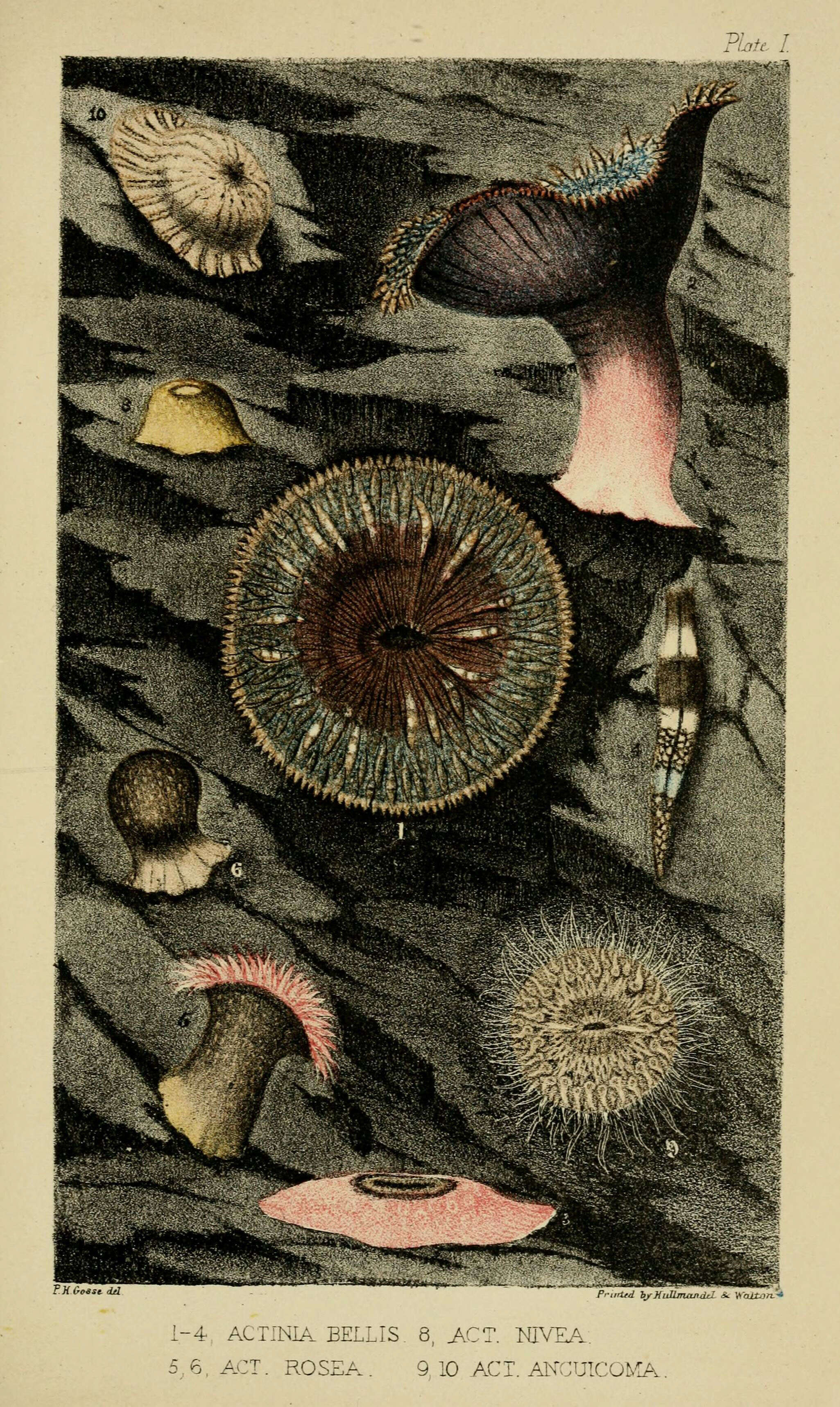 Image of Actinia rosea Risso 1826