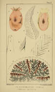 Imagem de Pholas dactylus Linnaeus 1758