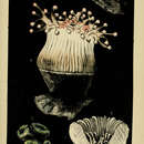 Image of Caryophyllia (Caryophyllia) smithii Stokes & Broderip 1828