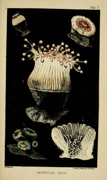 Image of Devonshire cup coral