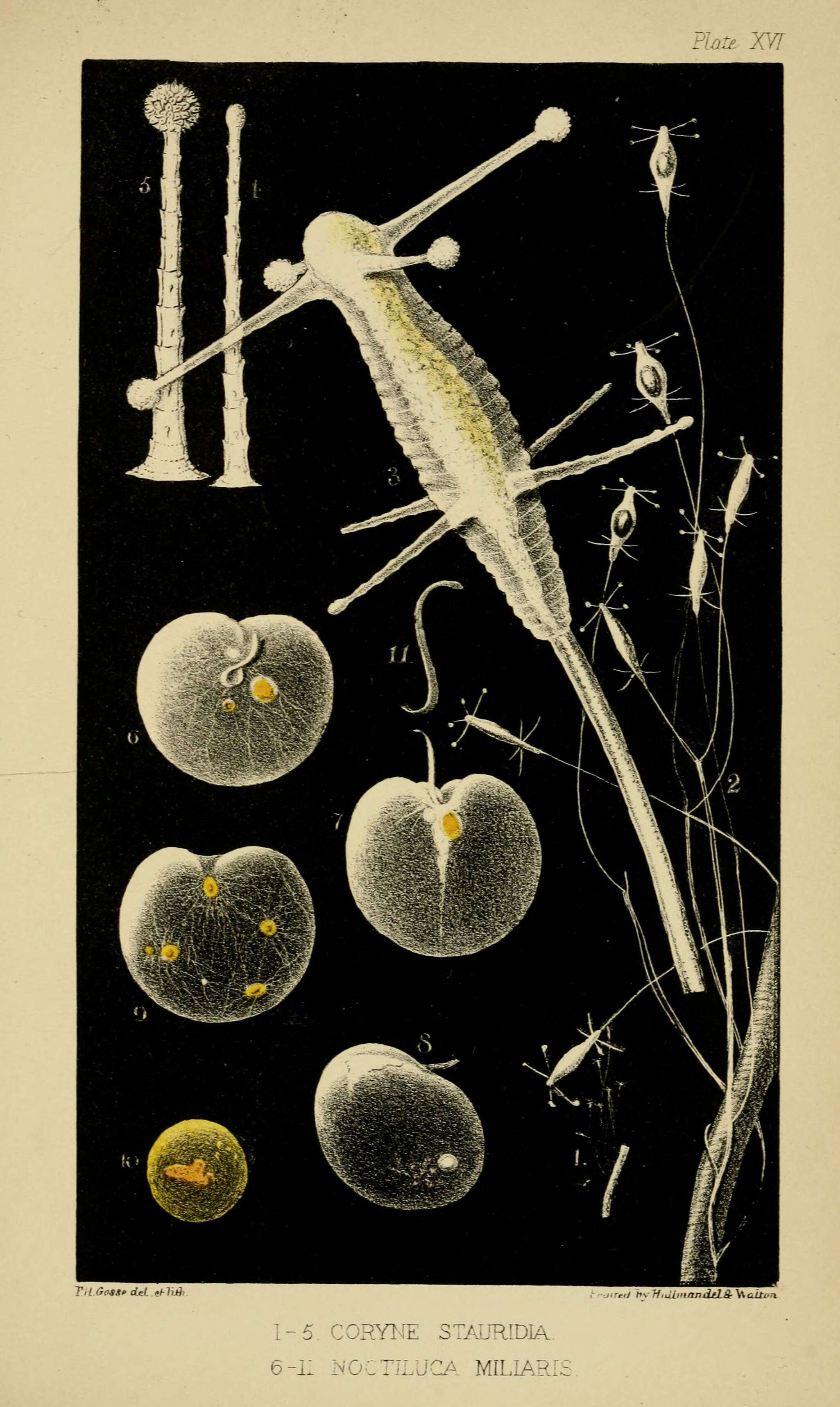 Слика од Cladonema radiatum Dujardin 1843