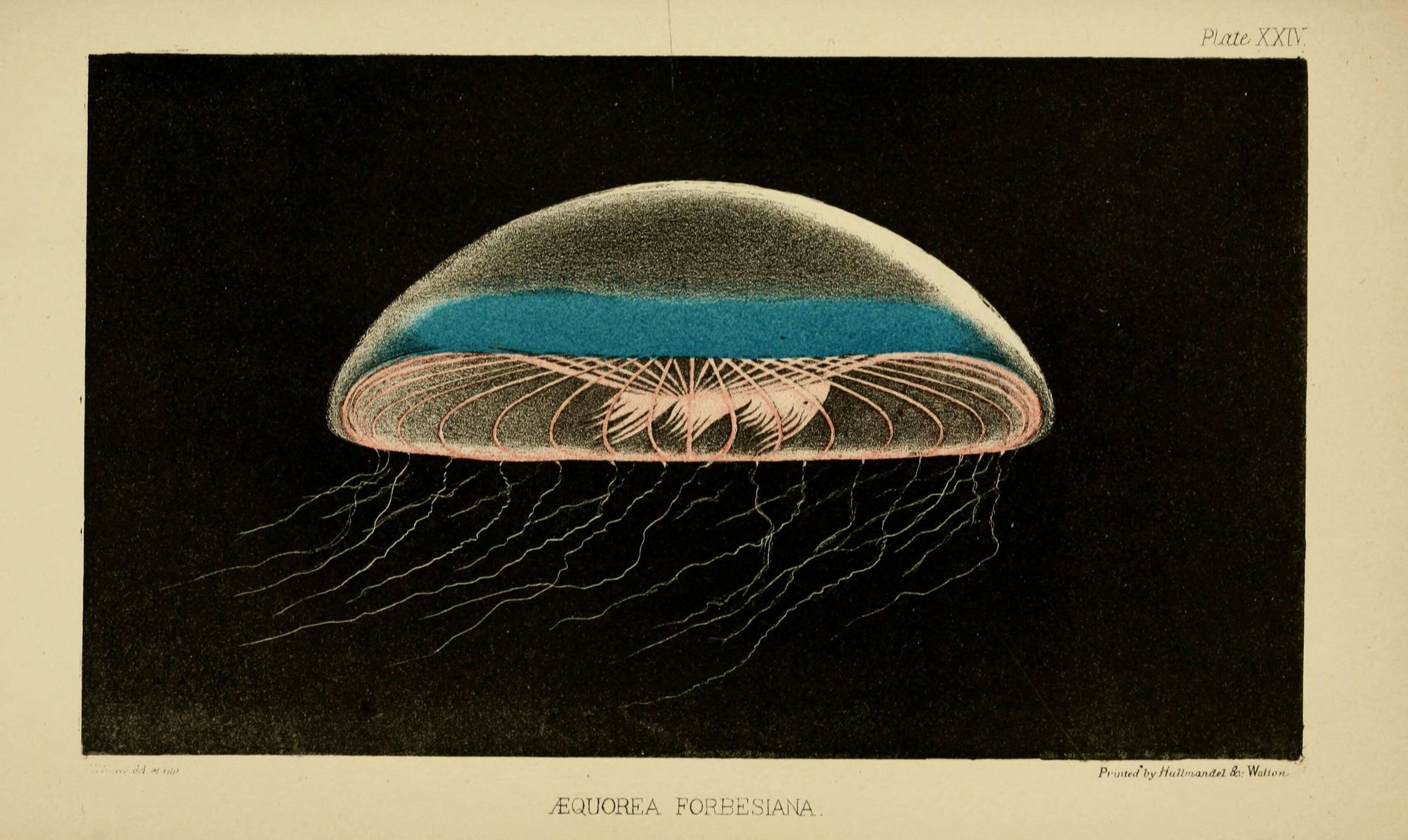 Слика од Aequorea forskalea Péron & Lesueur 1810