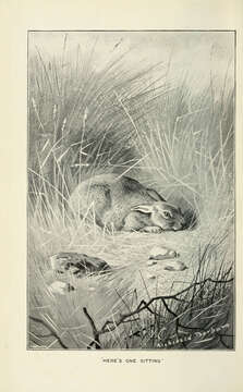 Image of Oryctolagus Lilljeborg 1873