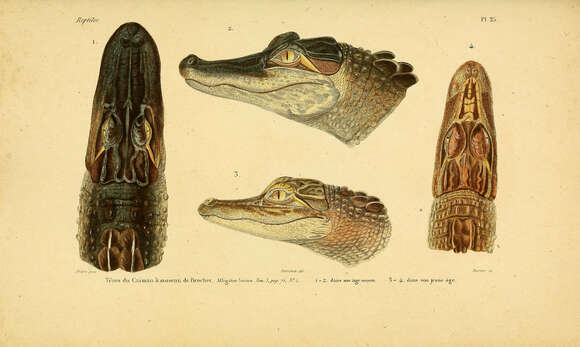 Image of alligators