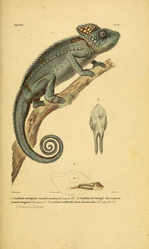 Image of Warty Chameleon