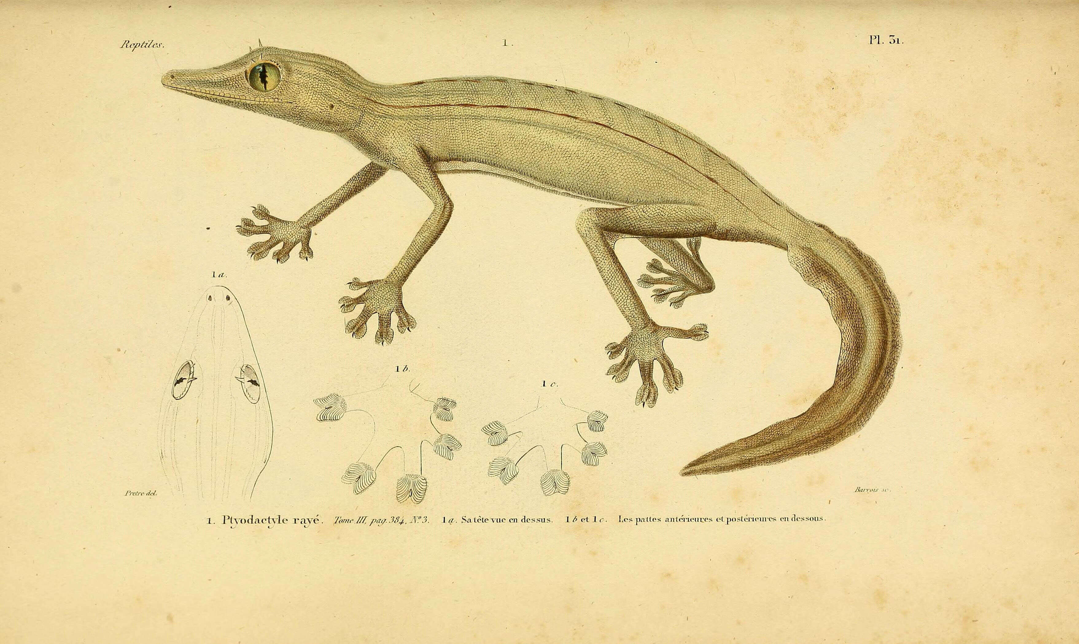 Uroplatus lineatus (Duméril & Bibron 1836) resmi
